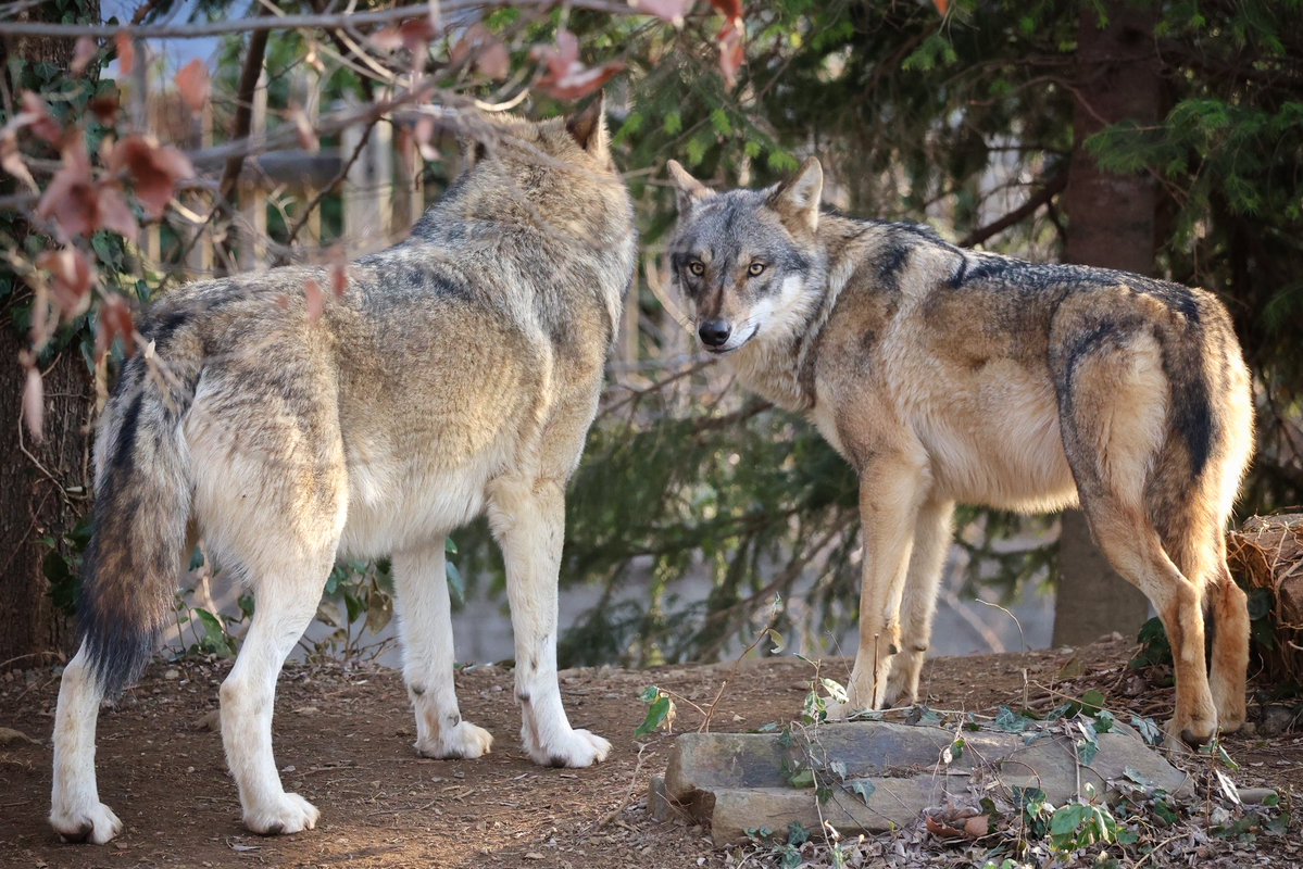 ザン/生きもの・自然写真 tweet media