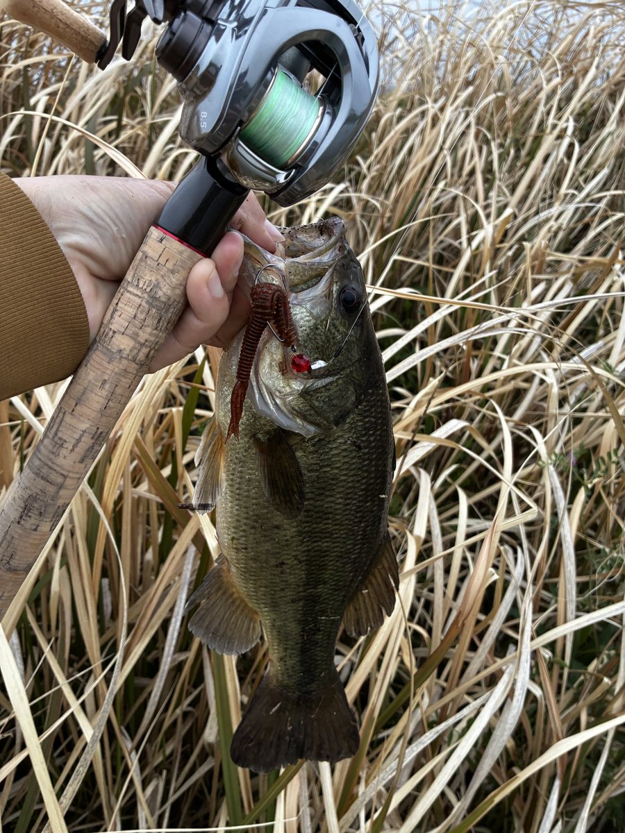 弁天マリーナ&フィッシング tweet media