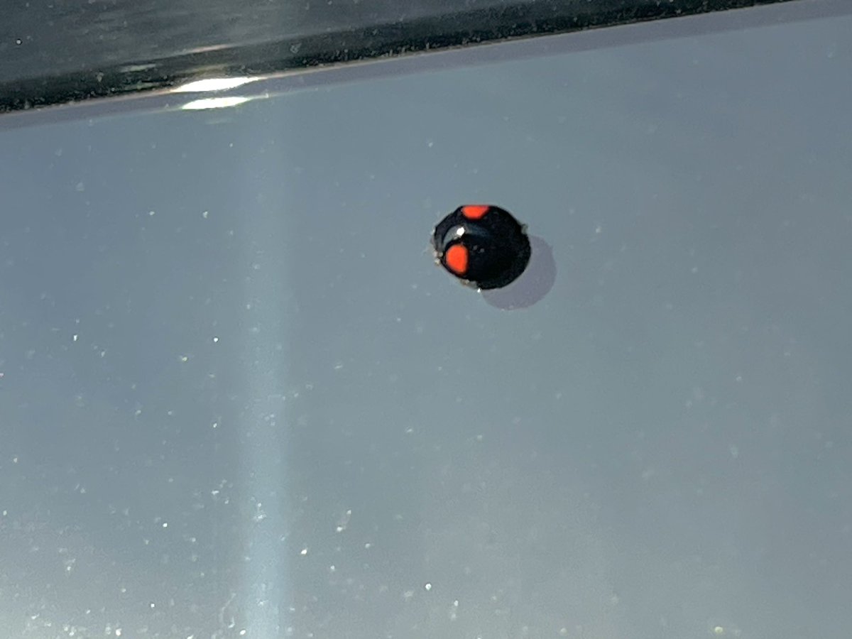 ⭐️とも⭐️ 🍚໒꒱ tweet media