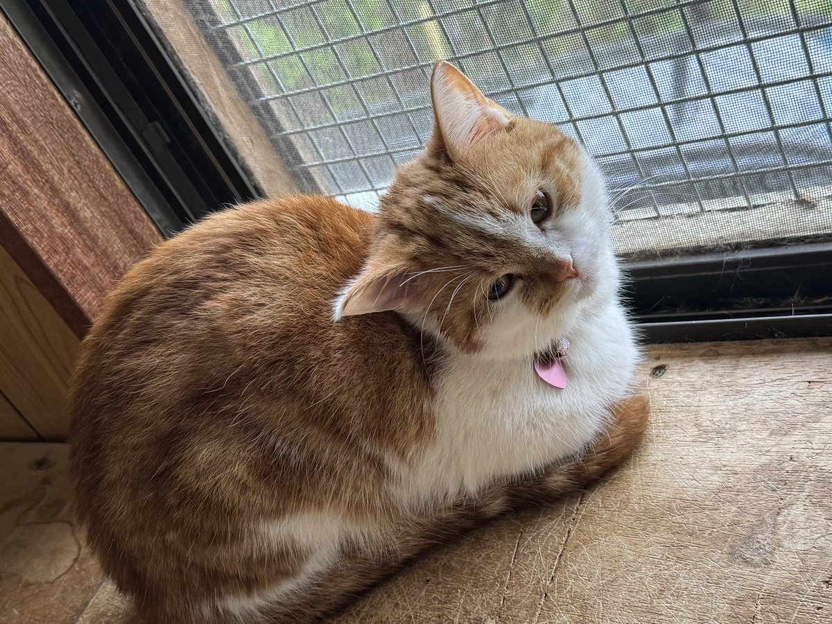 ねこママ (@sanaemama4422) / Posts / X