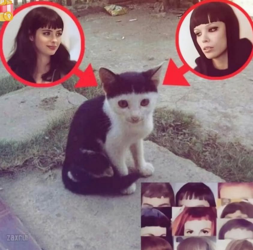 Witch 🕷 tweet media