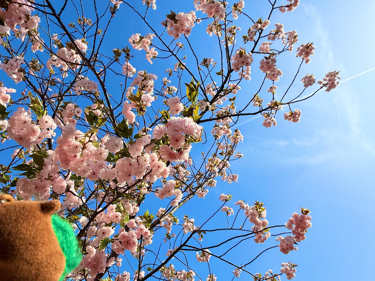 すずゆぅ🥕🦉🍞 tweet media