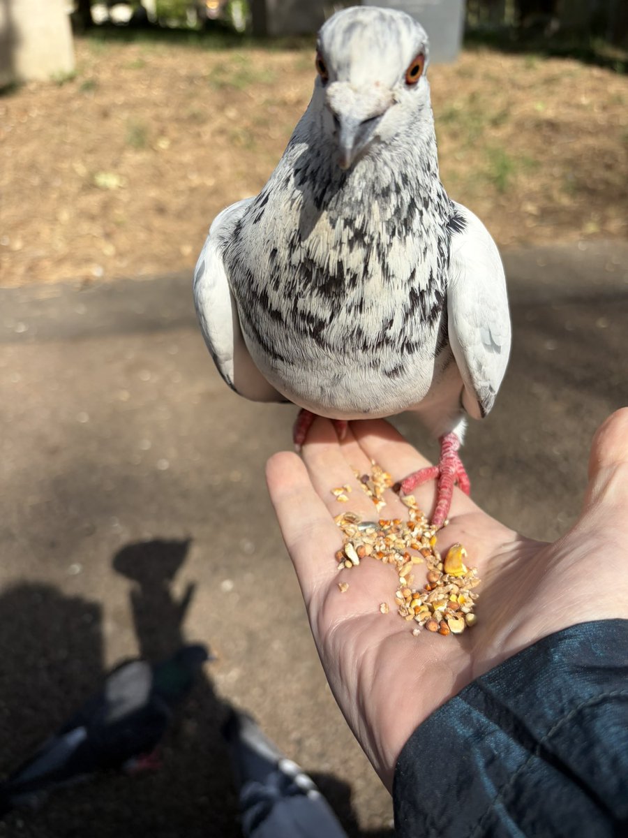 BromptonBunch's tweet image. Sparkles is one happy pigeon #Pigeons
