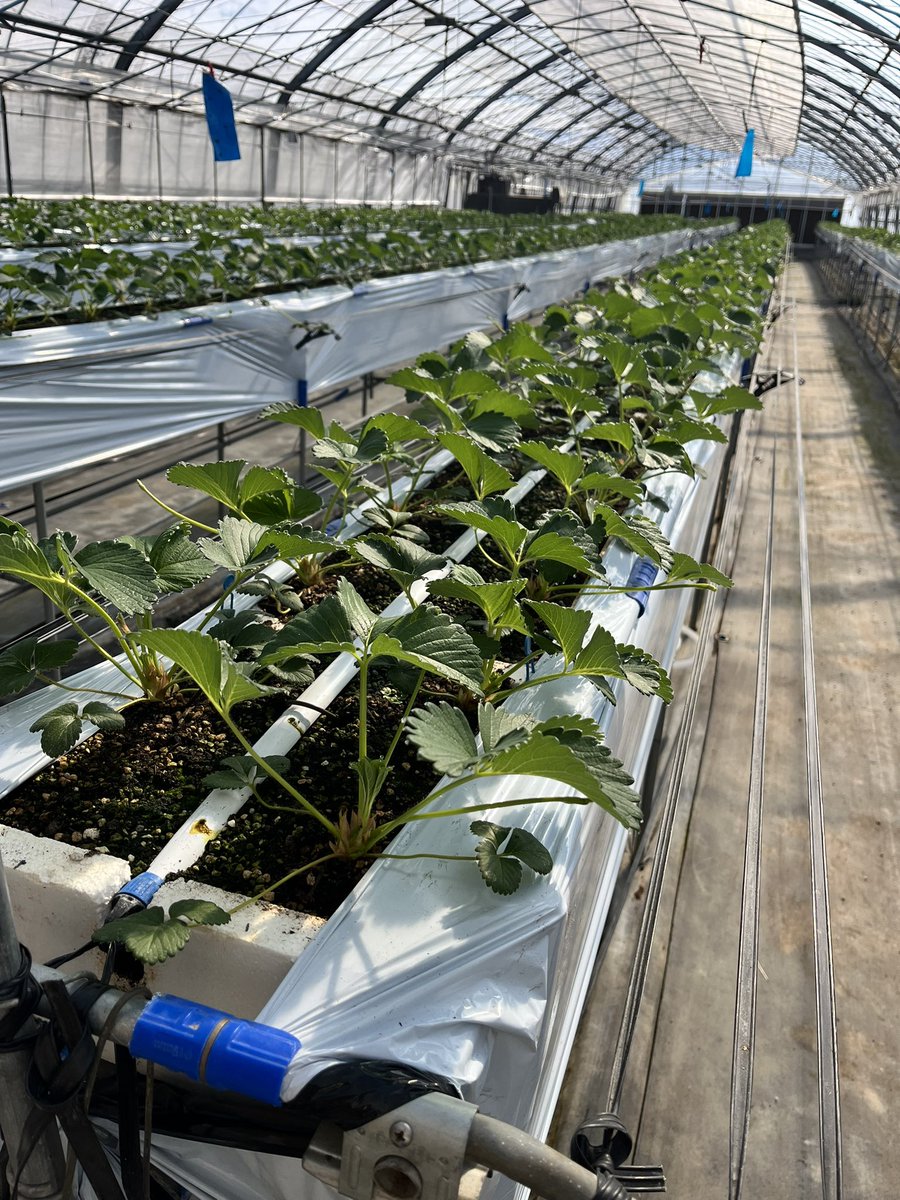 とりとる🍓too little garden tweet media