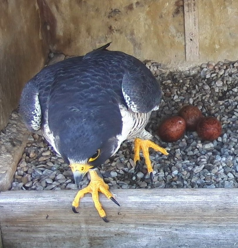Rfalconcam's tweet image. Nova's on a Mission! Corazon was quickly on the eggs after she left. They are awesome parents.
#roc #peregrine #falcon