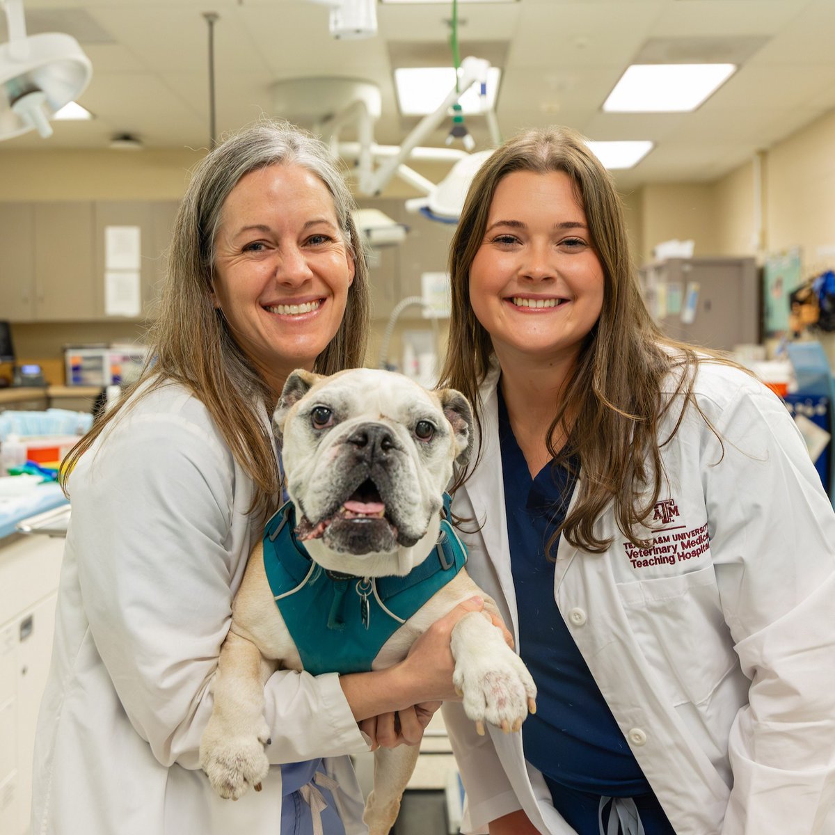 Texas A&M VetMed tweet media