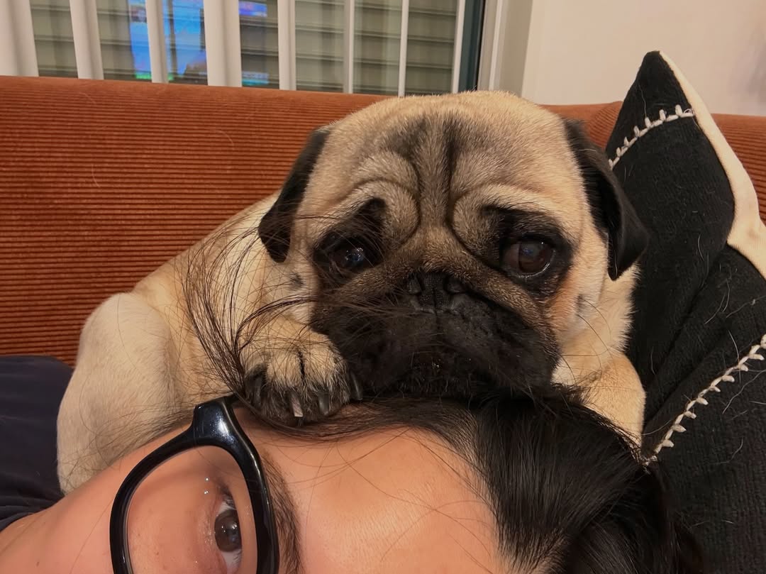 marymsmithson56's tweet image. ❤️❤️
#pug #puglove #puglife