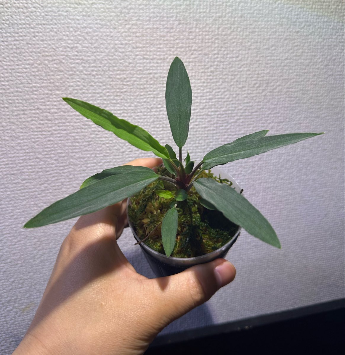 けんなか tweet media