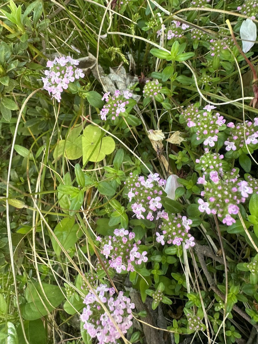 Masa KH8B M0ITU JH3PRR tweet media