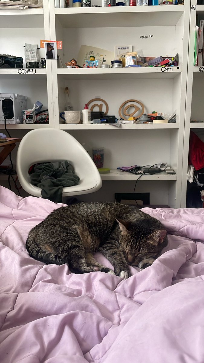 nimrock11's tweet image. 🐻‍❄️