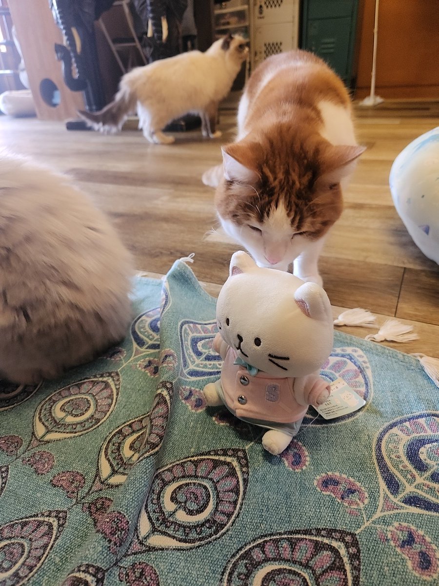 chima_ssw's tweet photo. 先月の大阪旅行の写真🤭
#ふくふくにゃんこ集会
#しろたまちゃん https://t.co/ghJWjBHu8V