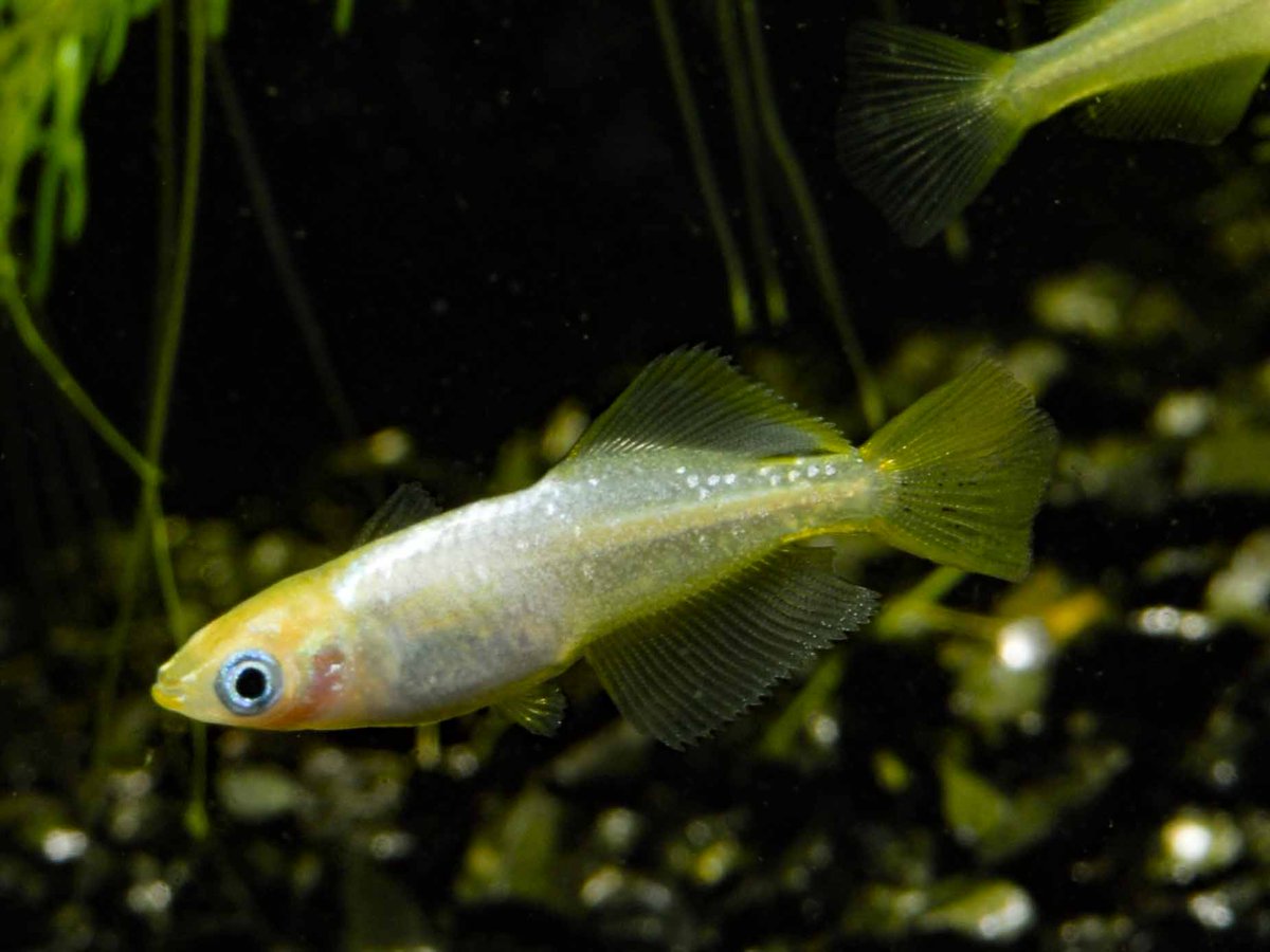 OTめだか！まいわ〜るど！！ tweet media