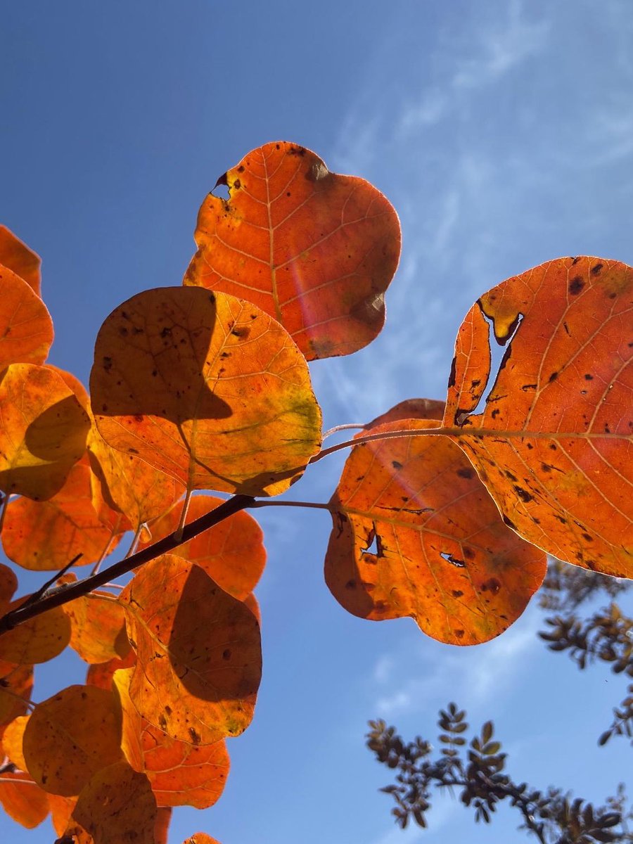 Rakenduvadana tweet media