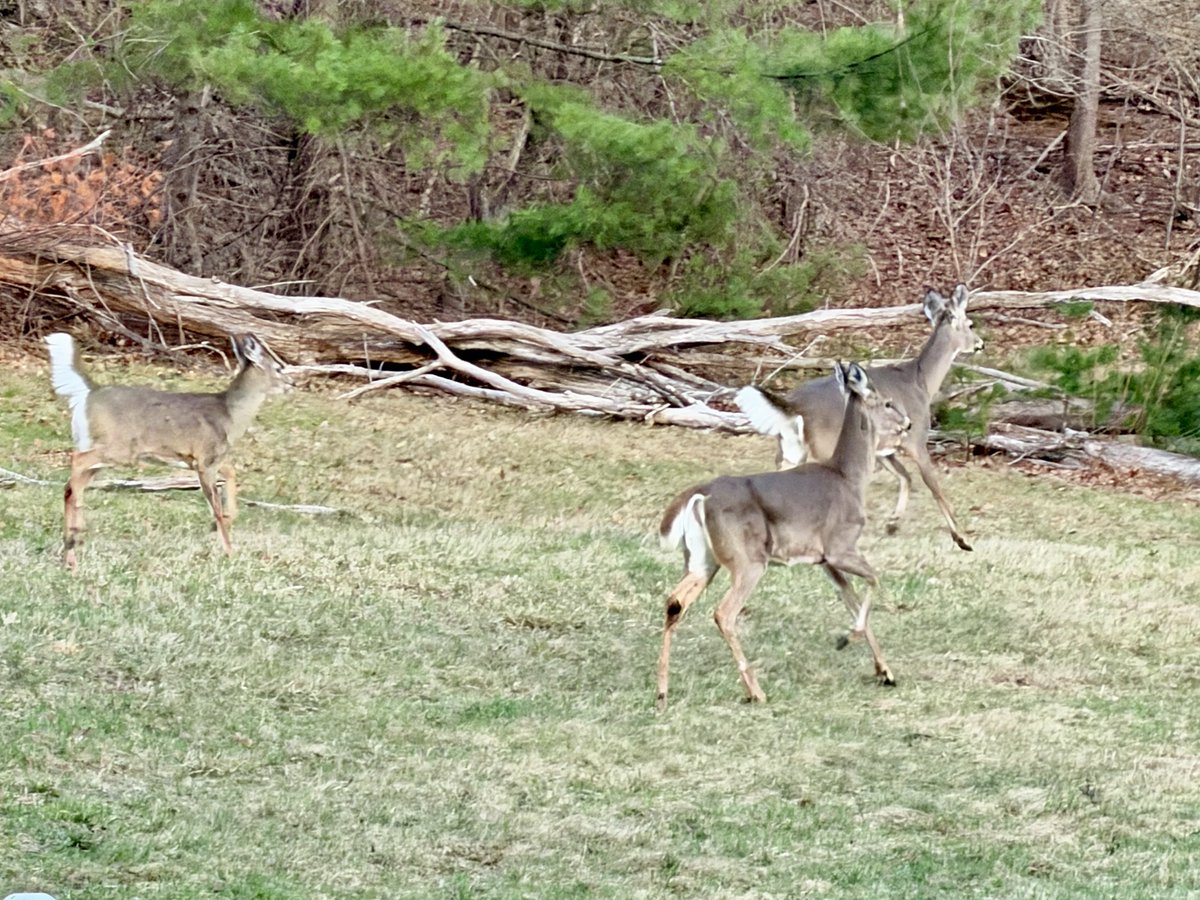 sjforman138's tweet image. I went deer hunting in Wenham. #boston