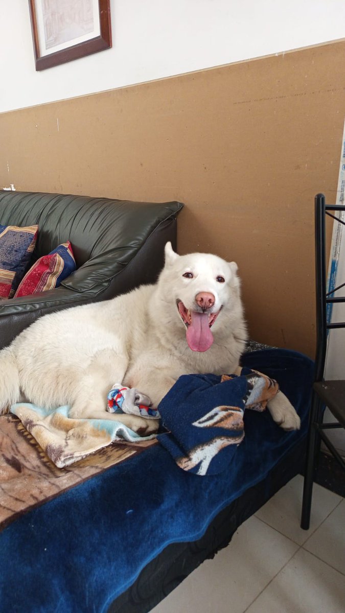 Dago Gomez Puentes😺😺🎗️ tweet media