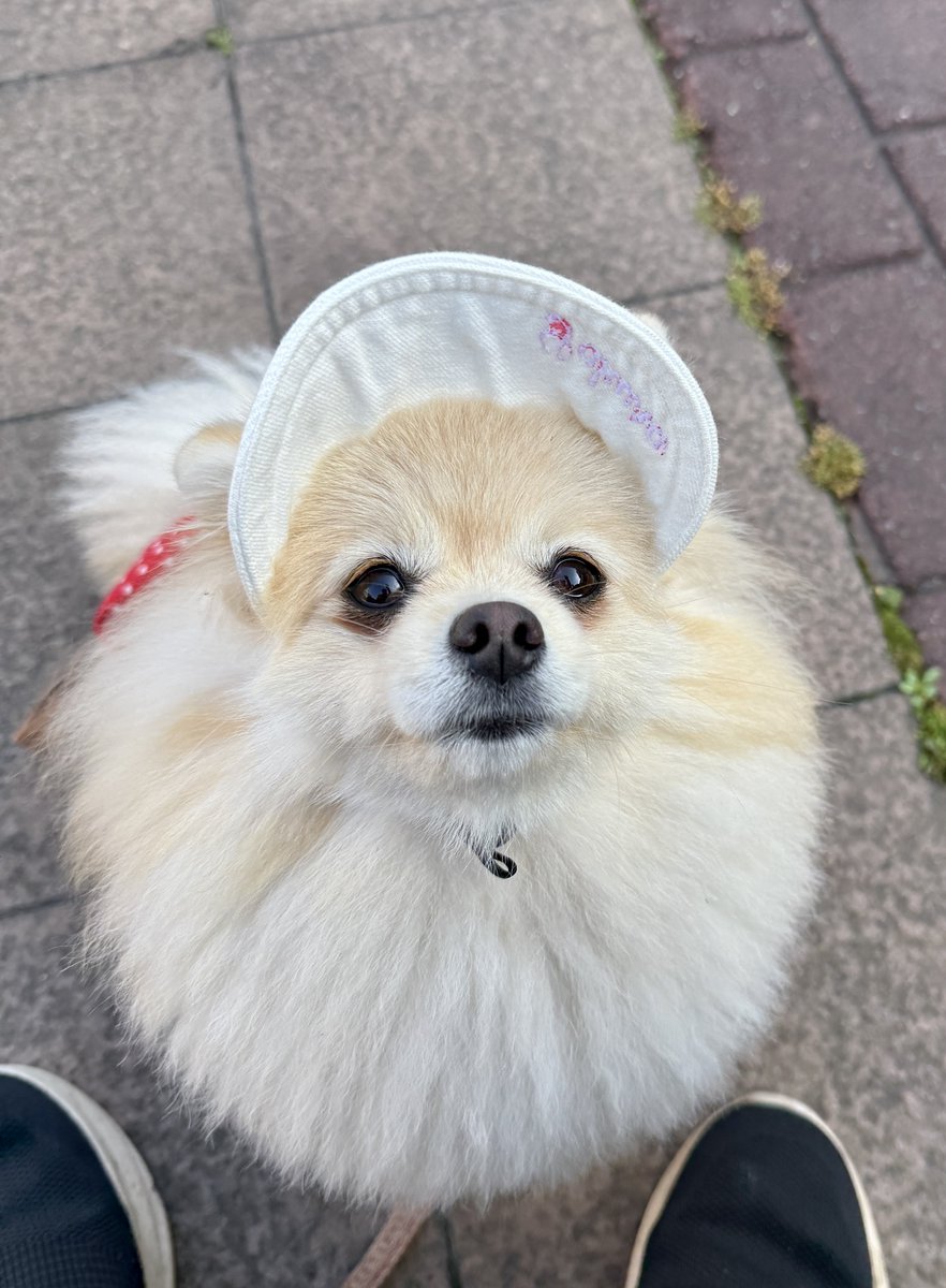 ポメラニアンの桜 tweet media