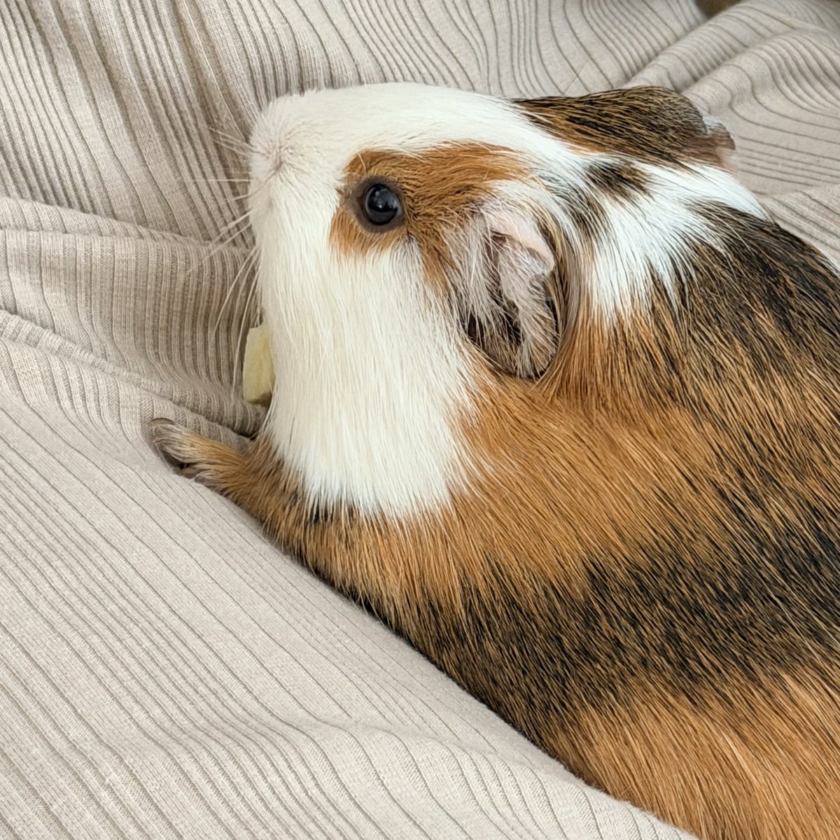 ちくわ tweet media