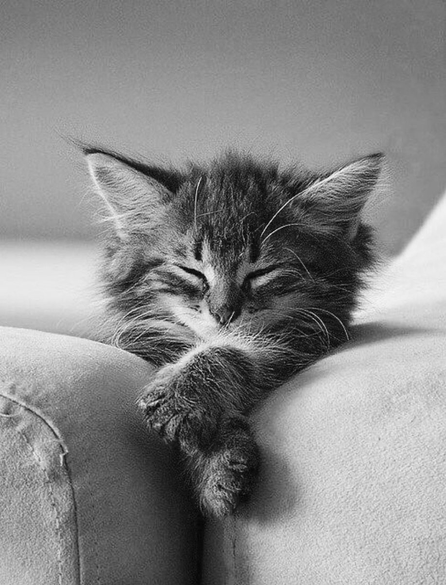 KarenBarryDavi1's tweet image. Hitting The Tickly Spot 🐶🪮😅 Hi ma belle Isa🌹
Tysm for your kind best wishes &amp;amp; always sharing joy you’ve a ♥️of gold 💛Wishing you a peaceful night &amp;amp; a happy new week filled with happy new beginnings my lovely.
Keep😁
🐻🤗💞
🙋🏼‍♀️😉⏰
#friends 👯‍♀️

WHEN IT’S THAT TIME🐱 💤 
Shh🤫