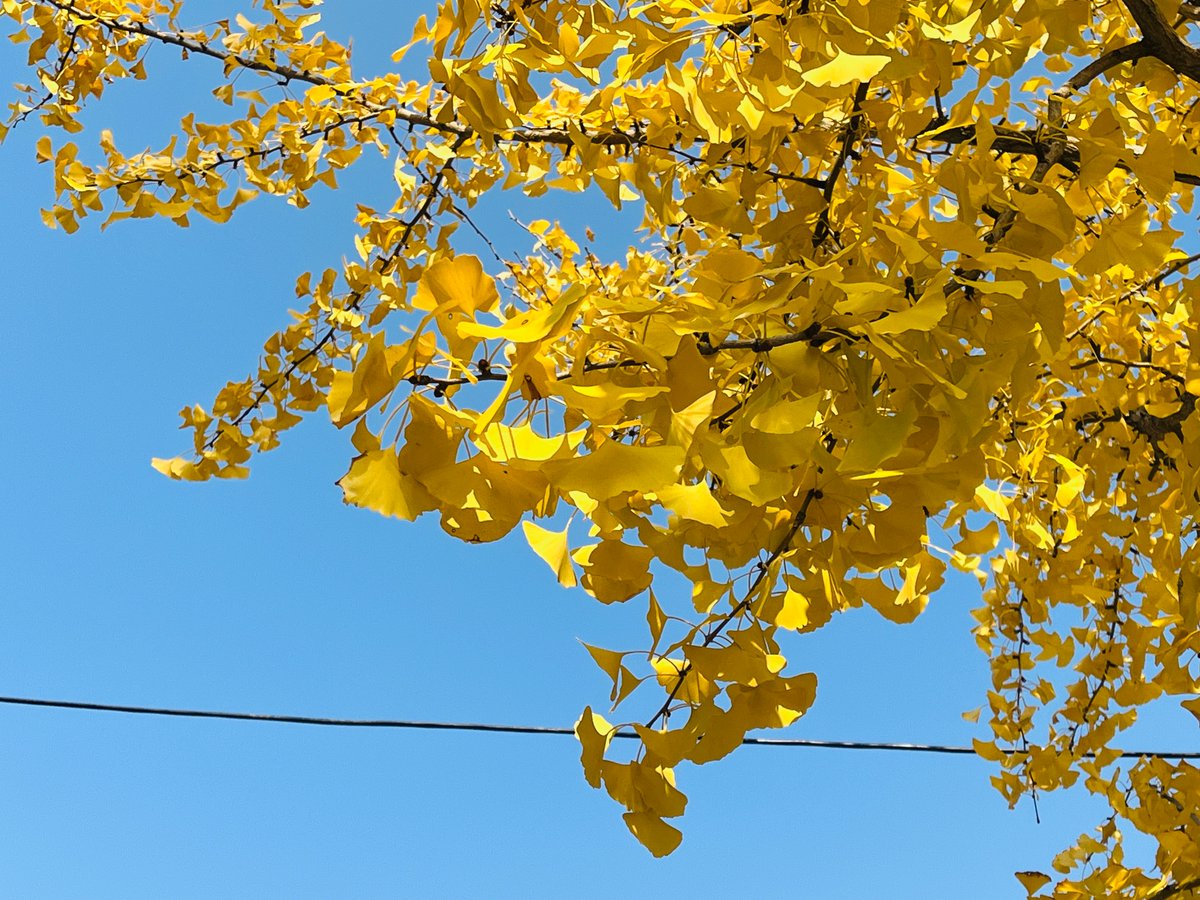 Sascha Nixnuz tweet media