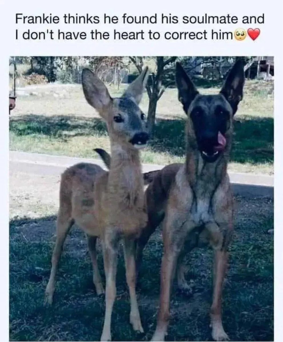 WholesomeMemes tweet media