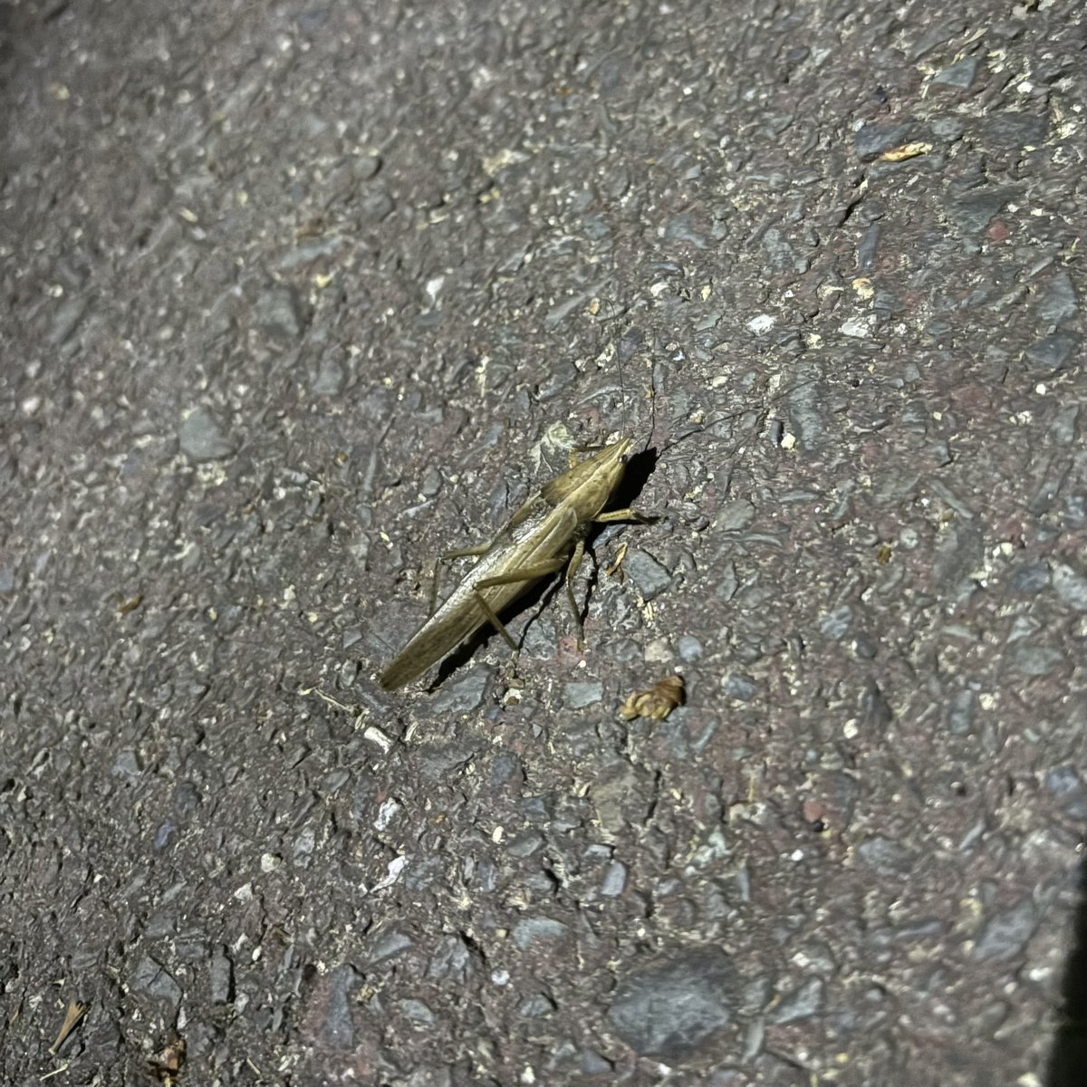 Takeching (しらいし たけし)@作曲クリエイター/ギタリスト tweet media