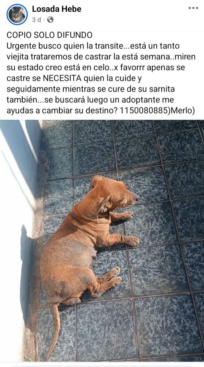 Perros de Merlo tweet media