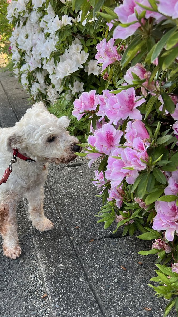 茶リオとビノの生活 tweet media