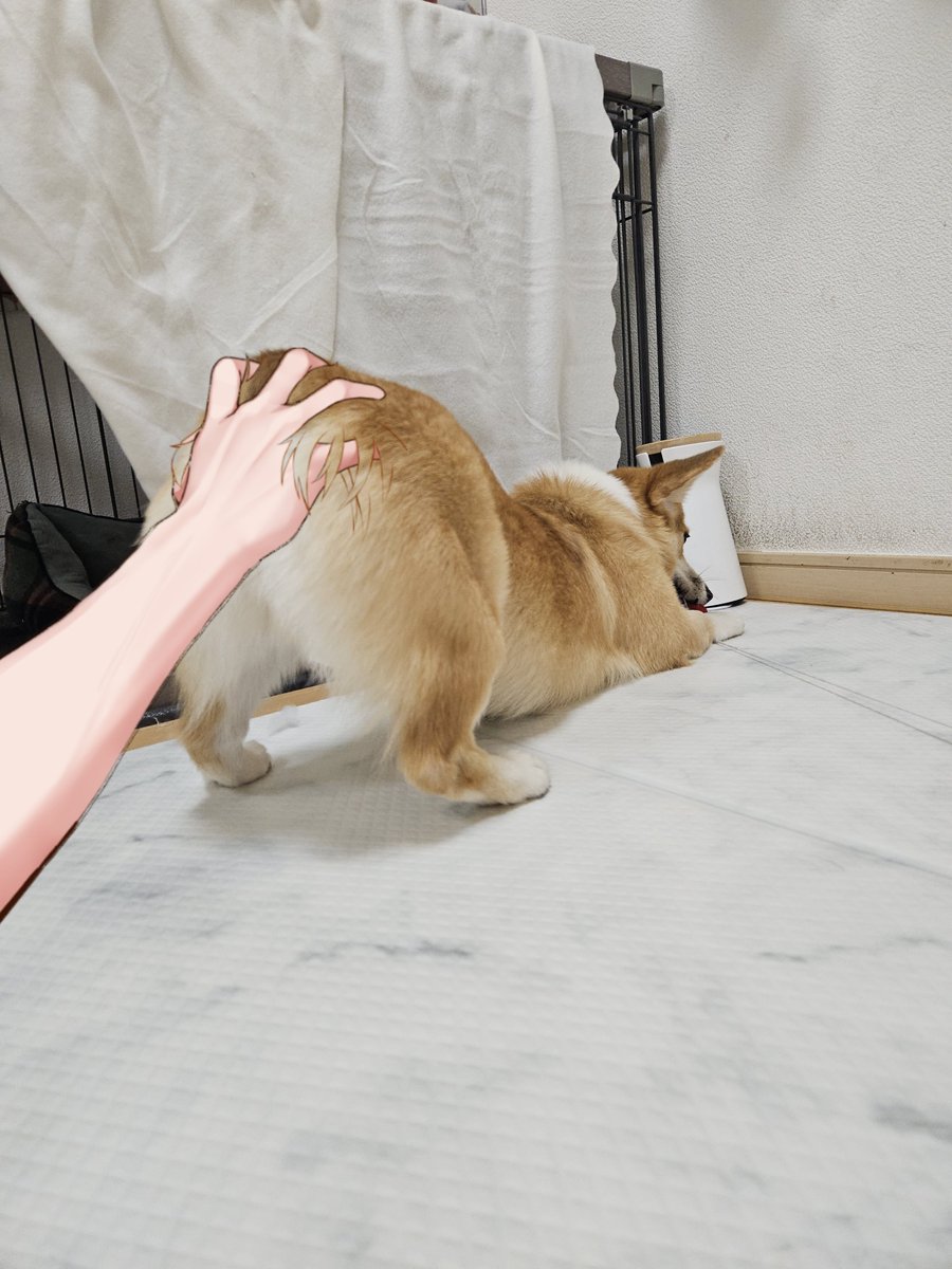 キリ眉のタビー tweet media