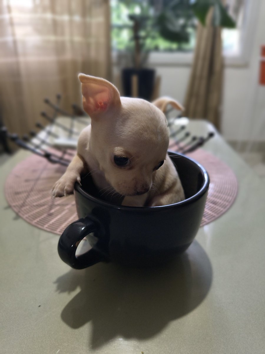 Soy tikitita.