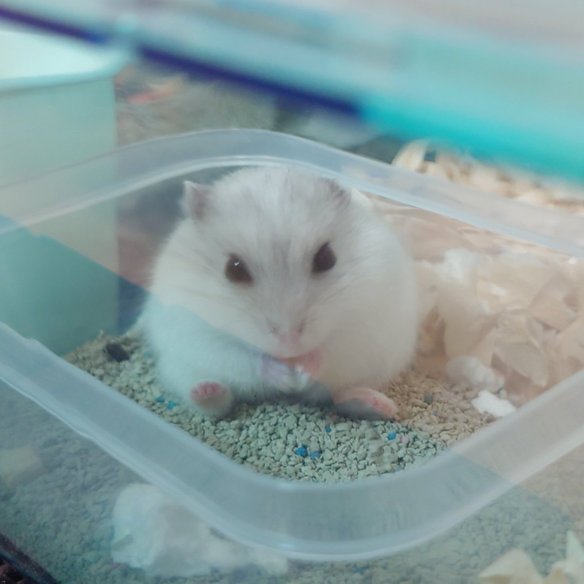 ᴷᴵᴷᴼ❀　🤡🩷🩵 tweet media