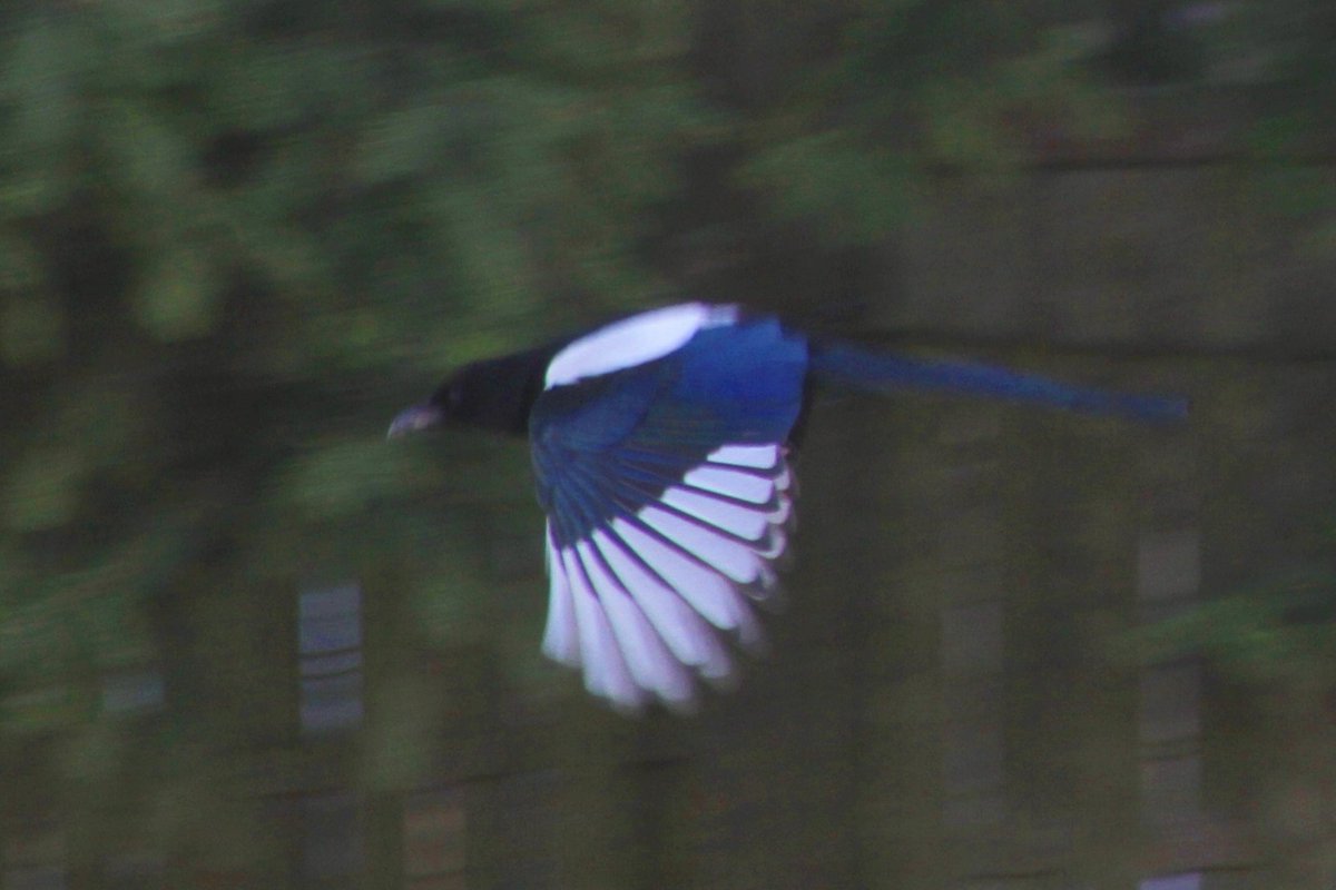 Ее унесли кабаны 🐗🐗🐗 tweet media