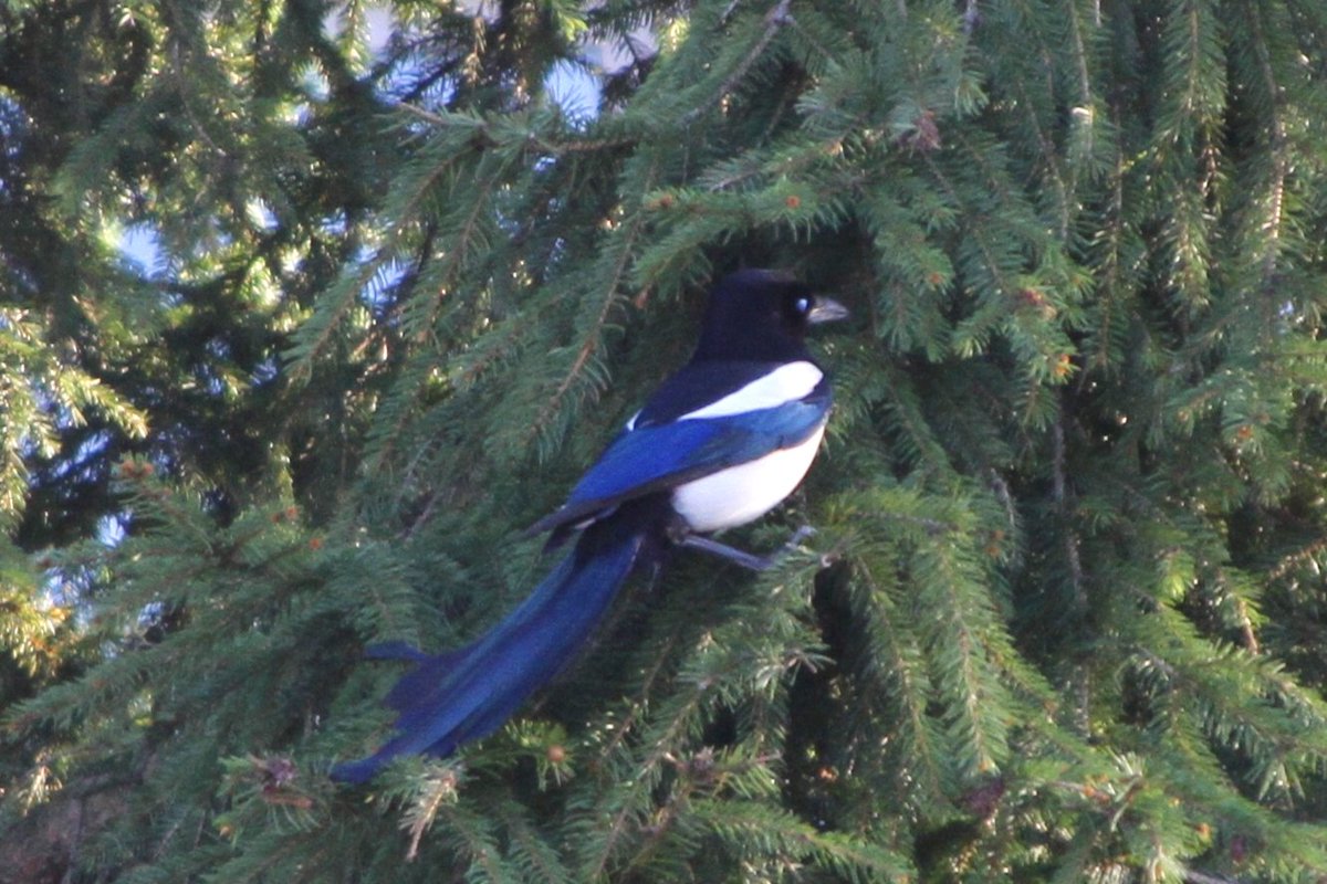 Ее унесли кабаны 🐗🐗🐗 tweet media