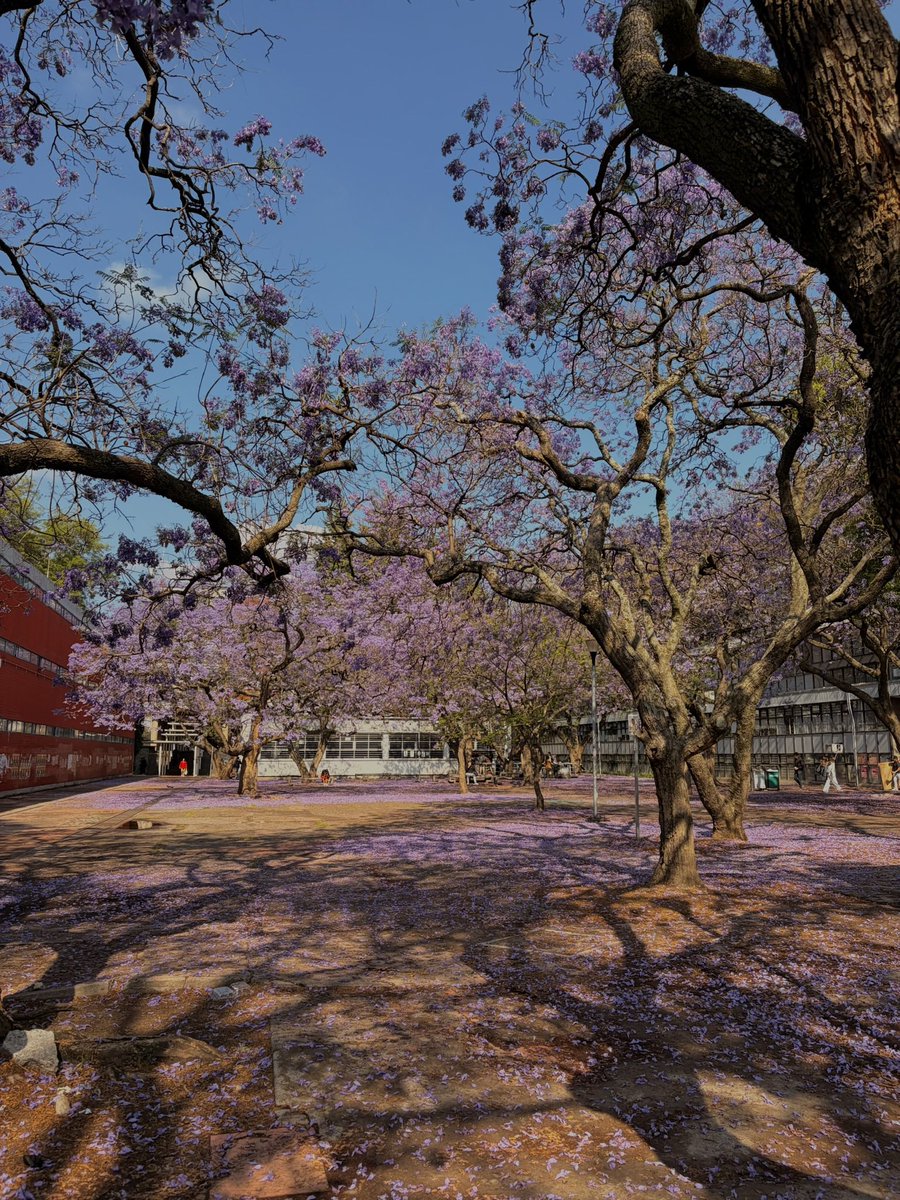 Jacarandas en CU