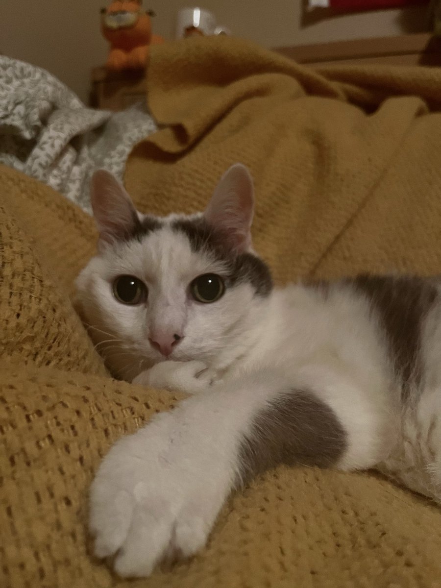 norberg & co tweet media