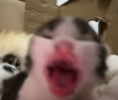 ๐ต๐๐๐๐๐๐๐ ๐ช๐๐๐๐๐๐๐ tweet media