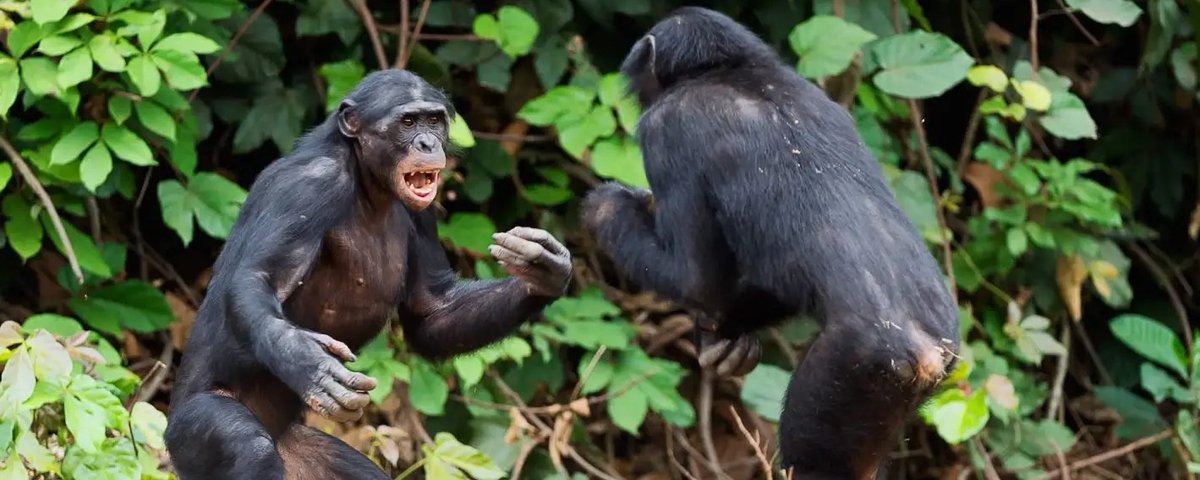 The Chimp Chronicle (@ChimpChronicle) / Posts / X