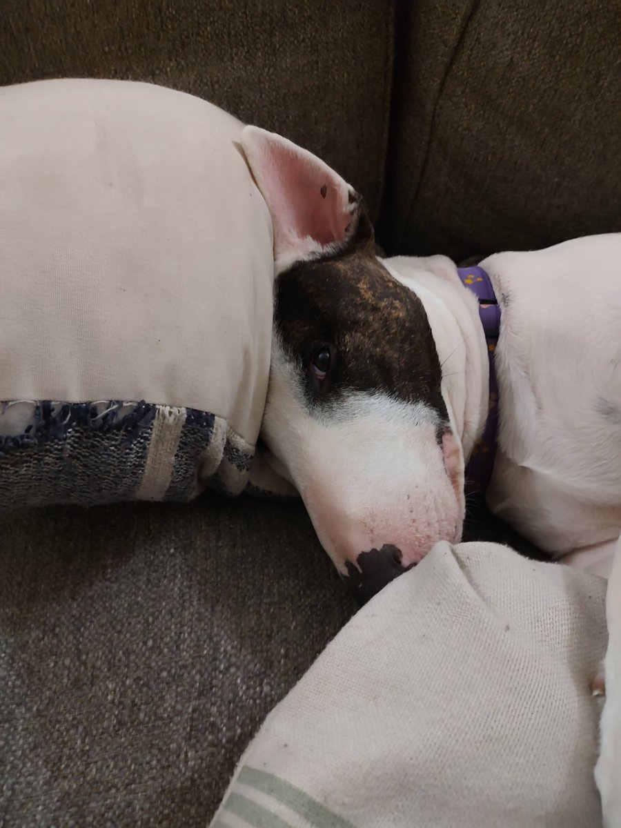 rexthetvterrier's tweet image. Peek a boo!  
New tonight 
#TheNeighborhood #DMV #FBI and #CIA

#Spike #TVPicks #Dogs