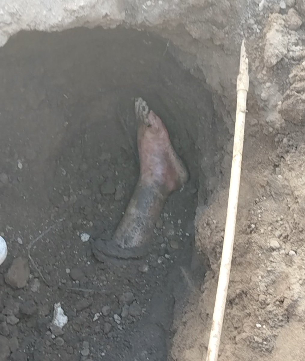 PEDRO FERRIZ tweet media