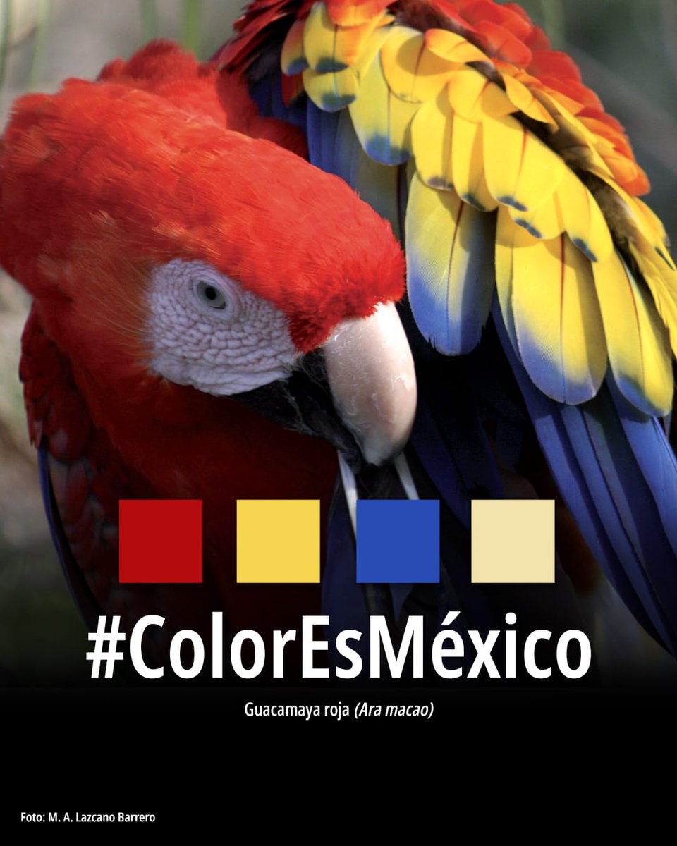 SEMARNAT México tweet media