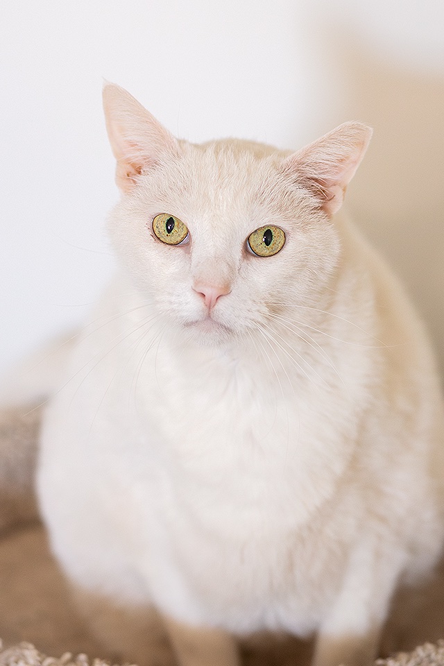 Mack is a senior cat adopted from our rescue to an amazing lady who has taken some of our hardest cases - seniors and FELV-positive cats. 13-year-old Mack could really use a dental.

Please donate to his GoFundMe if you can!

gofundme.com/f/macks-dental…