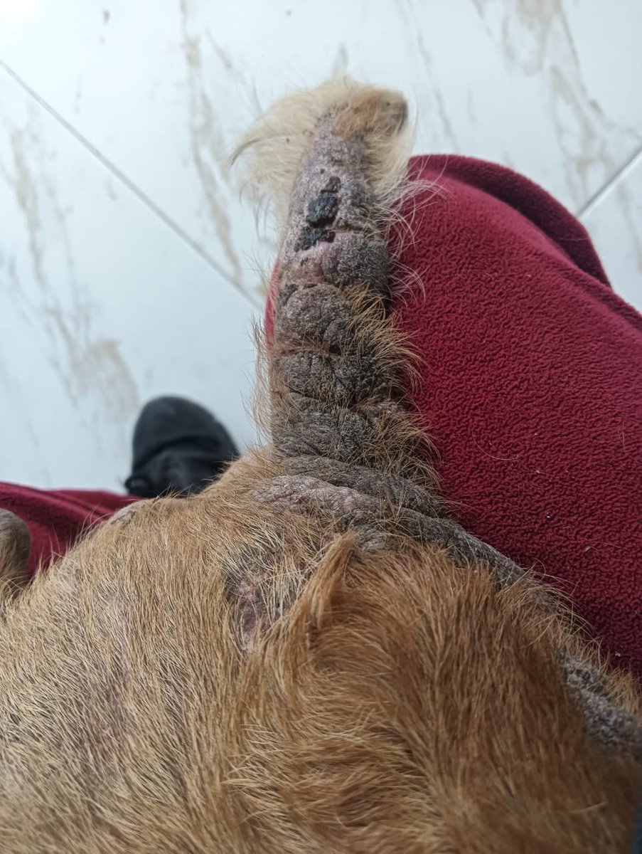 Lo repito , es horrible vivir aquí...
Hay gente que nos dice que ahorremos antes de rescatar...  😐😐😐
Quisiéramos ....quisiéramos pasar de largo , ignorar a estos pobres seres 
Quisiéramos ser como toda esa gente que vio durante tanto tiempo como se deterioraba su piel. 
Pero