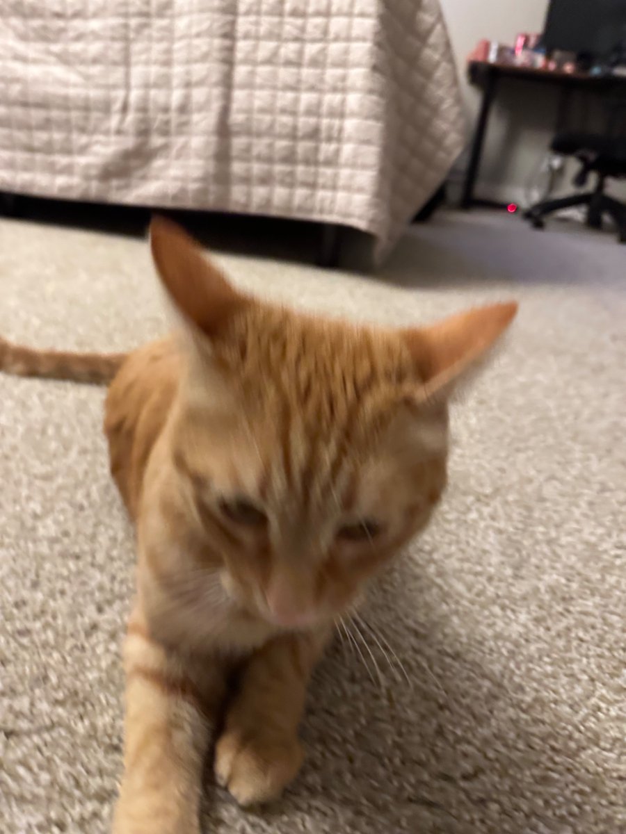 Big 🌸 tweet media