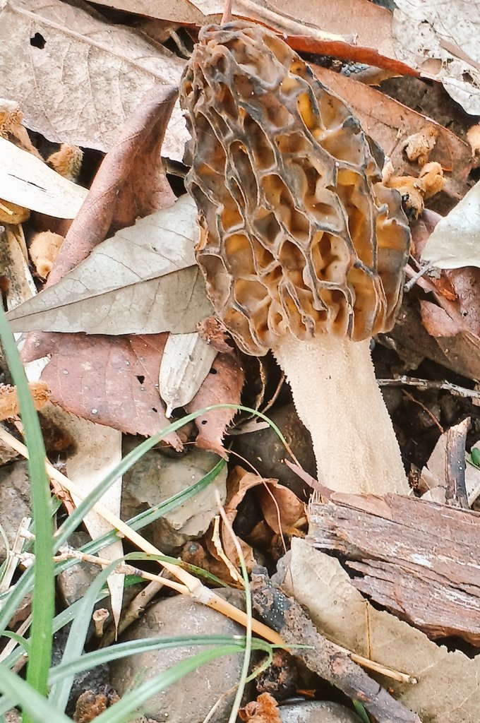 あずま🦉 tweet media