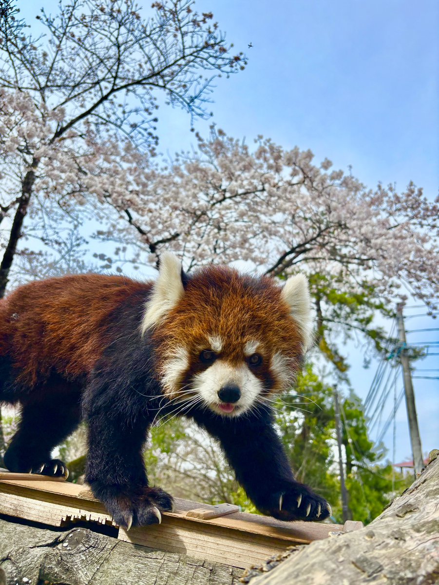 八木山動物公園フジサキの杜【公式】 tweet media
