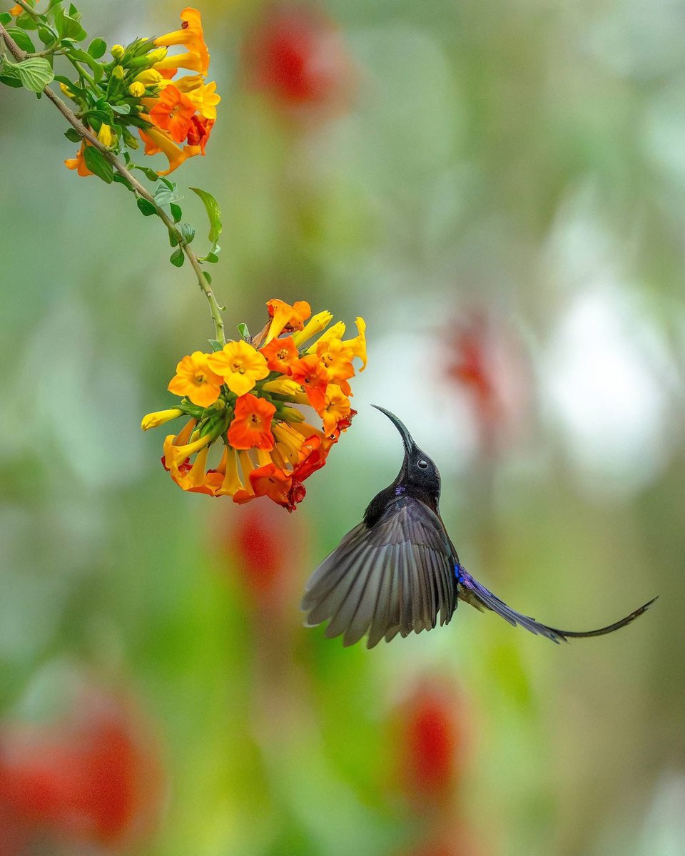 Christina Liu tweet media