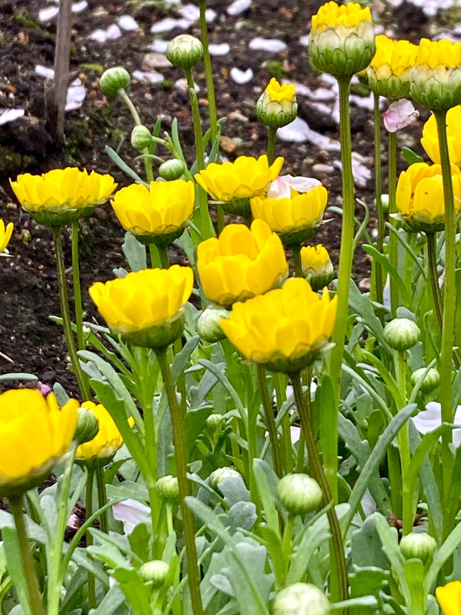 moremore tweet media