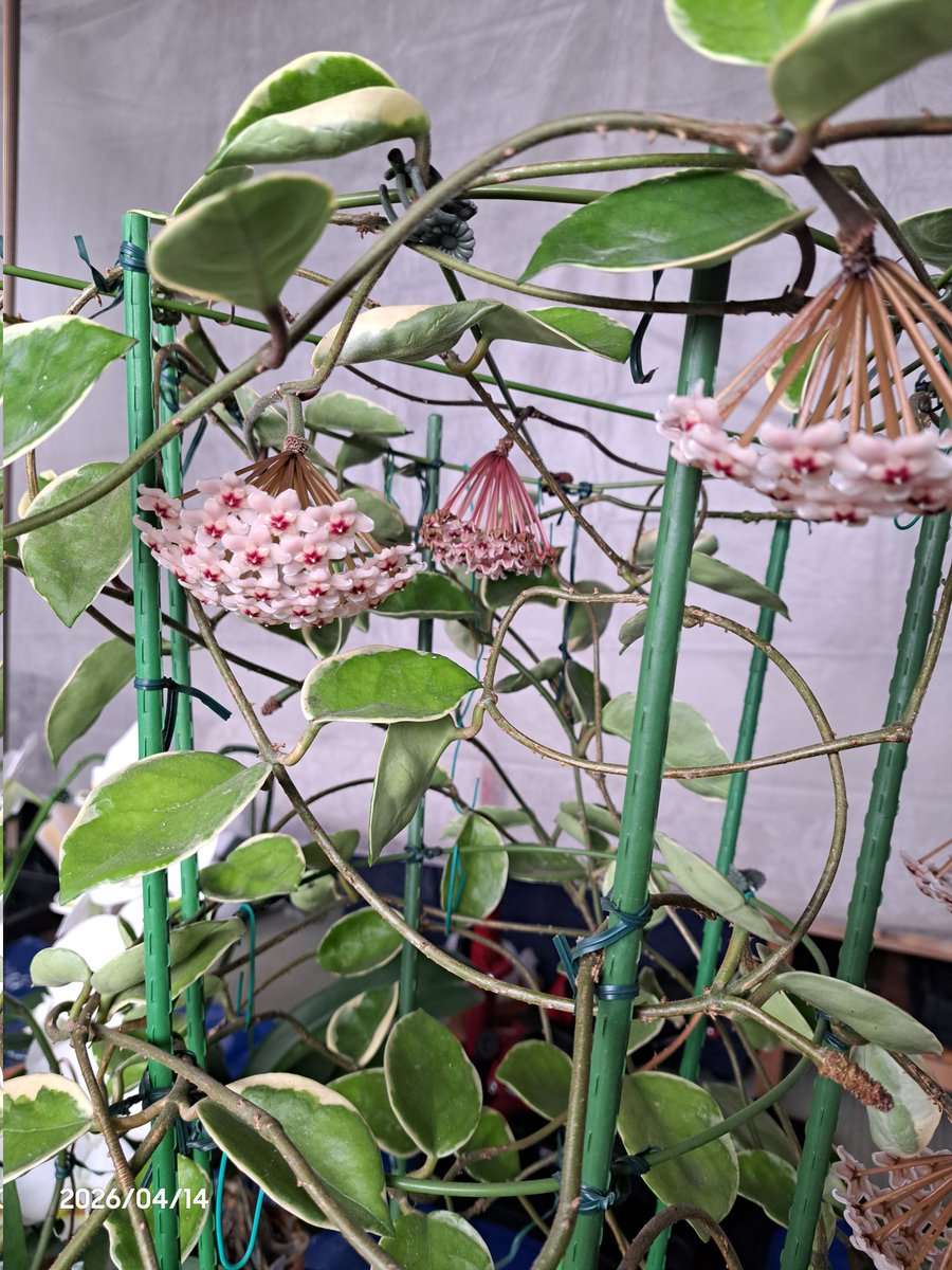 おはようございます
#サクララン ホヤ