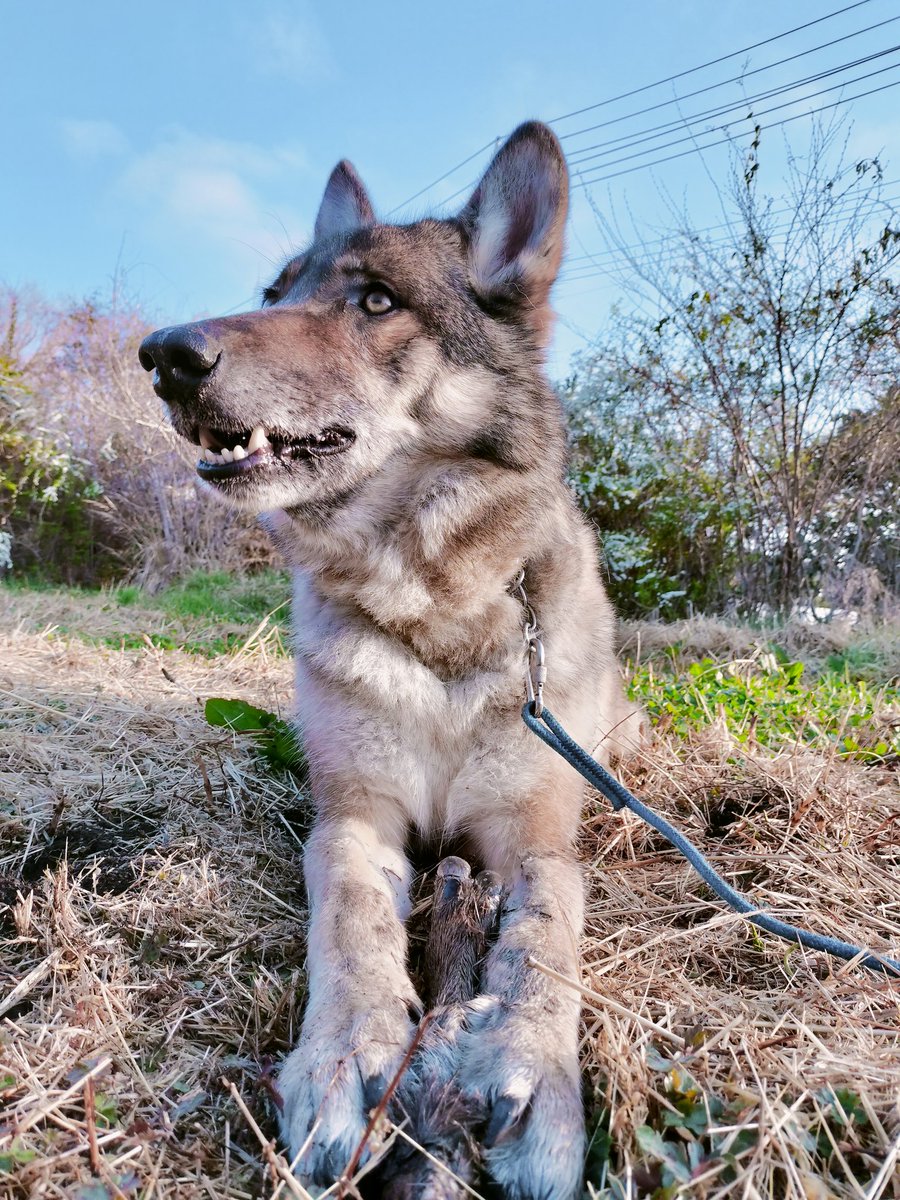 見た目九条さんと似てくると思います。少し九条さんより白いかな。
また九条さん連れてくと人気者になってしまうのかと、嬉しくもあり、悔しくもあり。
#九条　#狼犬