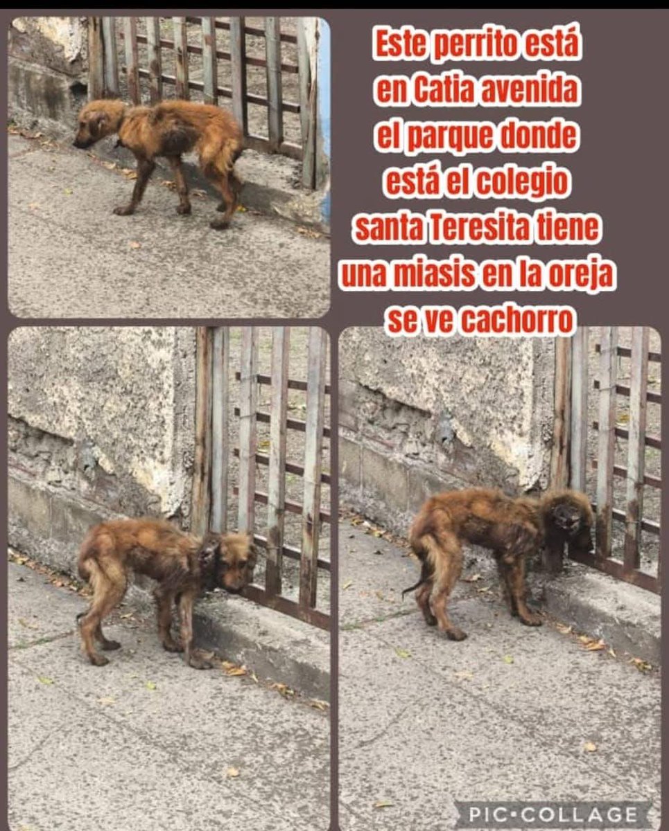 PerroUsuario's tweet photo. 🆘️🆘️ Reportan a este pequeño que necesita AYUDAAAAA URGENTE, Caracas Catia (sin número de contacto) https://t.co/Nnfq1dLRoS