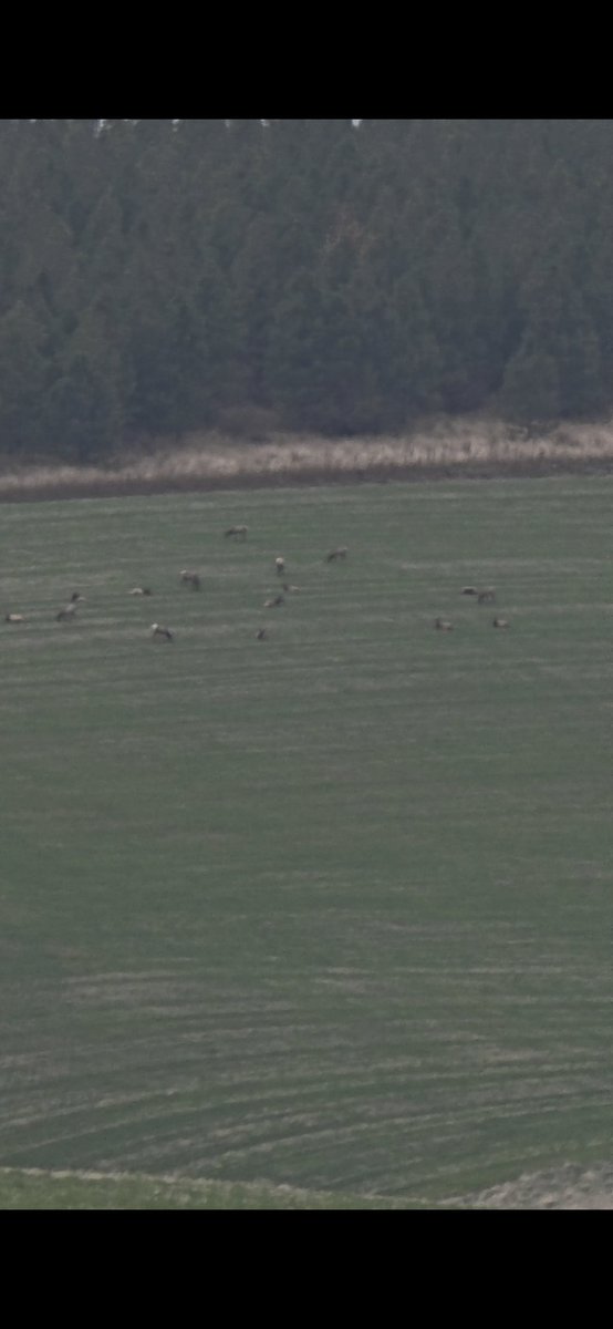 Doug Whitehouse tweet media